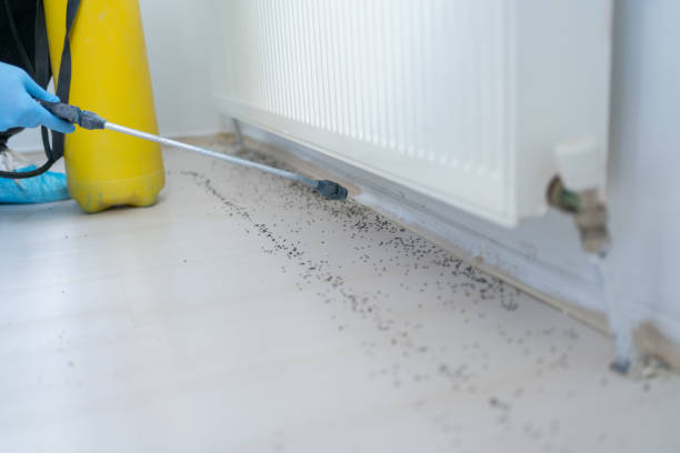 Best Ant Control Services  in Clifton Forge, VA